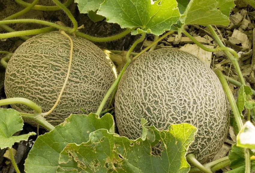 Plant Cantaloupe Melon Seeds for a Flavorful Light Orange Harvest