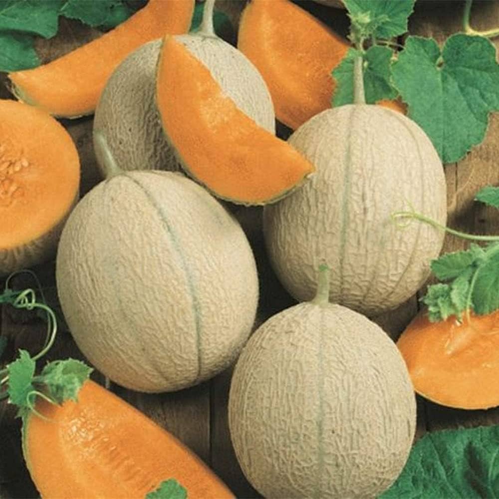 Cream Yellow Cantaloupe Seeds for Sweet Fruit Planting