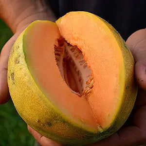 Sweet Cantaloupe Cucumis melo Melon Fruit Seeds for Planting in Garden
