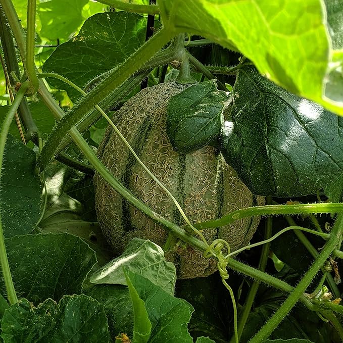 Cantaloupe Cucumis melo Fruit Seeds for Planting in Vegetable Patch