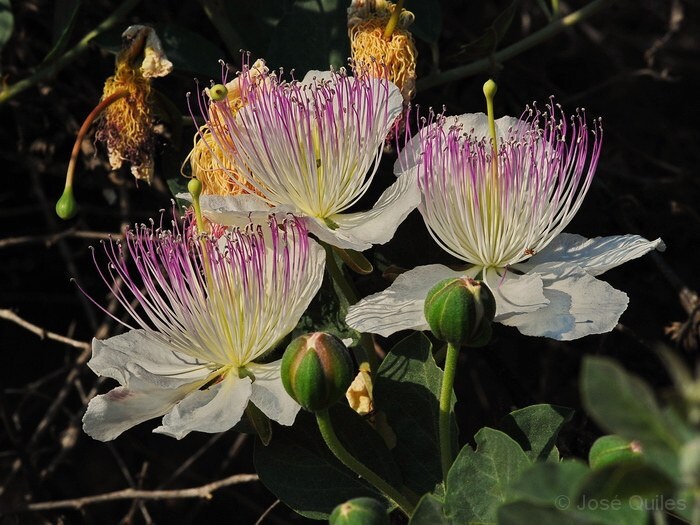 Caper Bush (Capparis spinosa) Edible Capers Flinders Rose Shrub Seeds