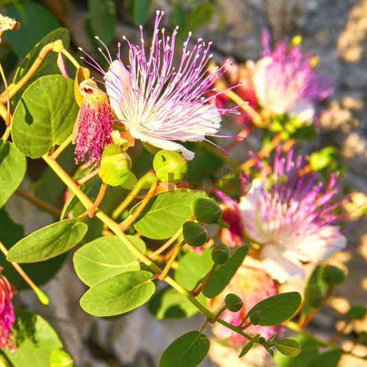 Capparis Spinosa Flower Seeds