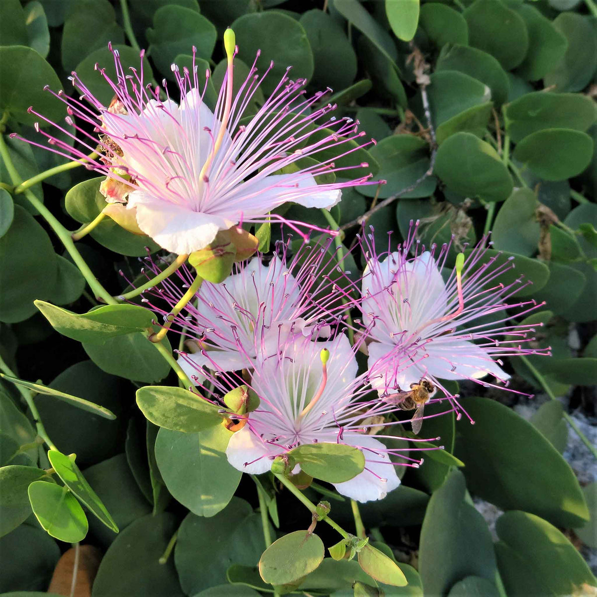 Capparis (Capparis Flower) seeds for planting in home garden