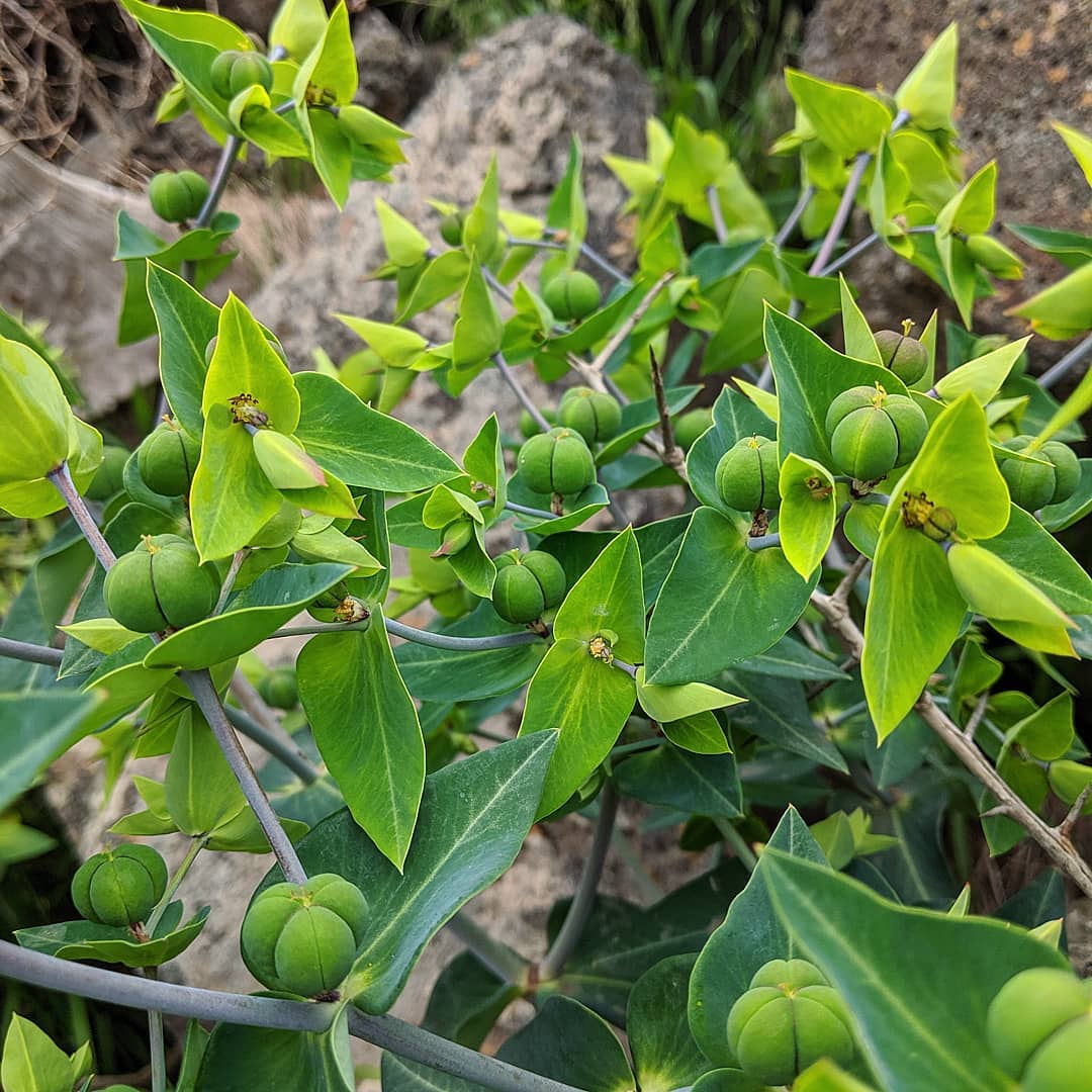 Semi di Erba di Euphorbia Lathyris