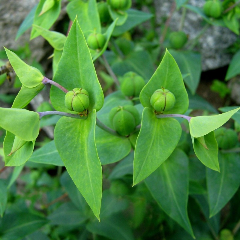Semi di Erba di Euphorbia Lathyris