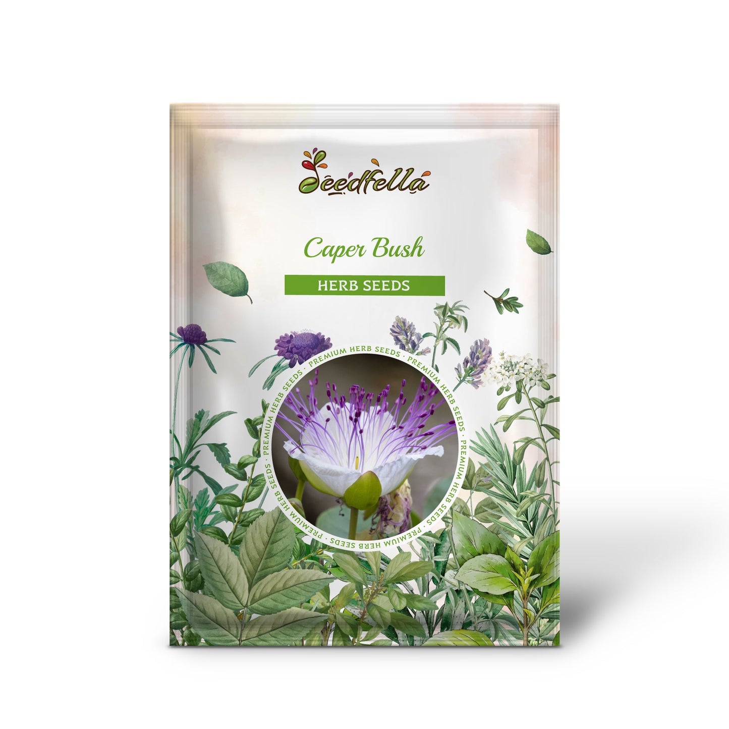 Caper Bush (Capparis spinosa) Edible Capers Flinders Rose Shrub Seeds