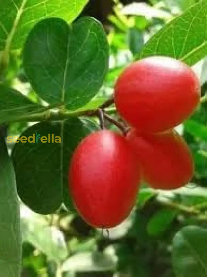 Carandas Fruit Seeds: Essential Planting Guide
