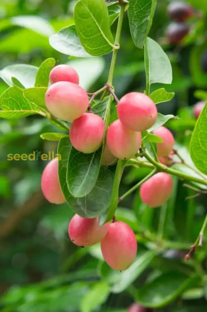 Carandas Fruit Seeds: Essential Planting Guide