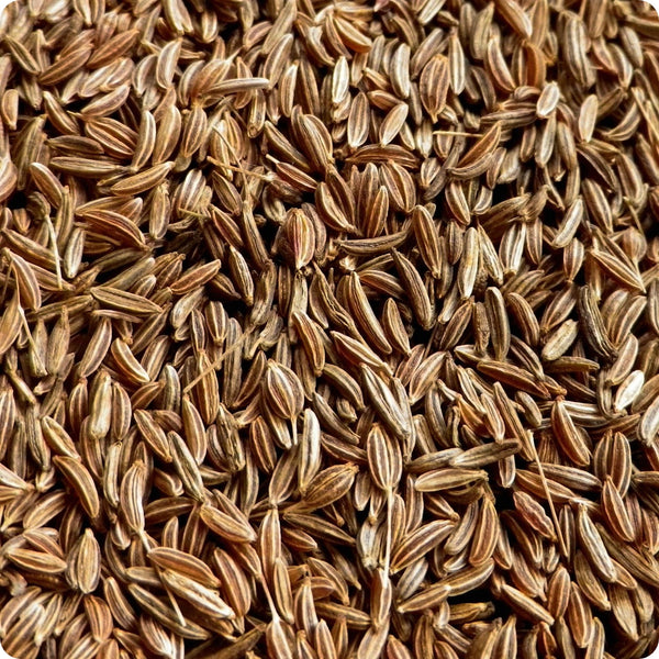 Caraway Seeds Arterner Carum Carvi heirloom non-gmo organic garden seeds