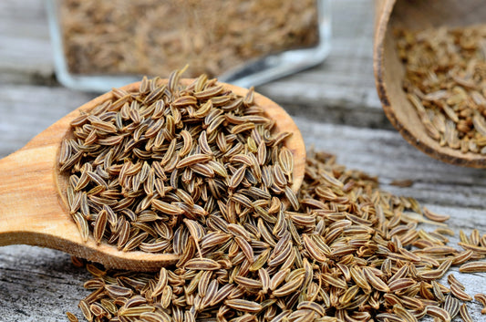 Caraway Carum Carvi Herb Flower Seeds heirloom non-gmo organic garden seeds
