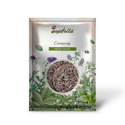 Caraway (Carum carvi) Herb Flower Seeds