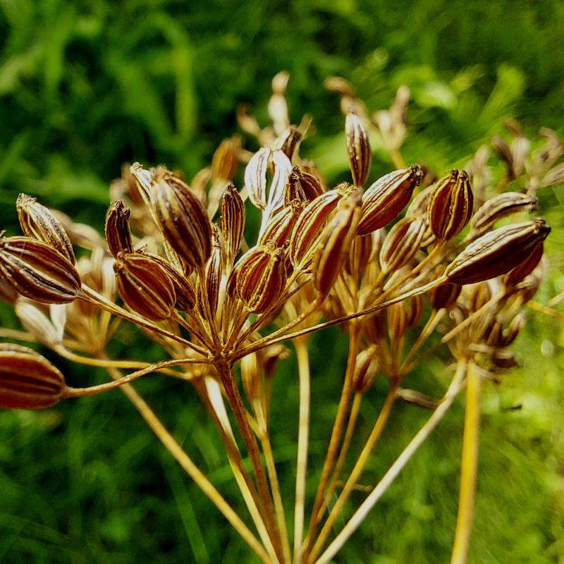 Caraway (Carum carvi) Herb Flower Seeds