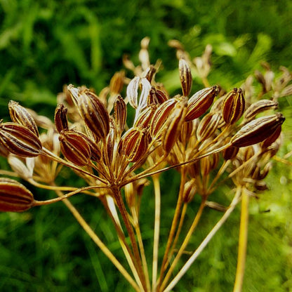 Caraway (Carum carvi) Herb Flower Seeds