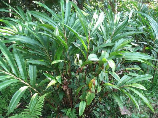 Cardamom Elettaria Cardamomum Herb Flower Shrub Tree Seeds heirloom non-gmo organic garden seeds