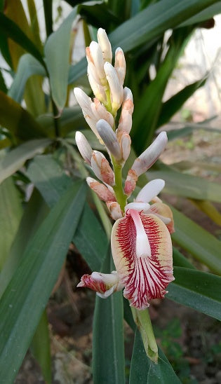 Cardamom (Elettaria cardamomum) Herb Flower Shrub Tree Seeds