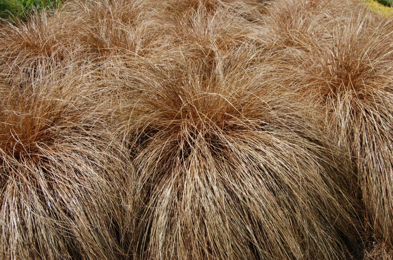 Graceful Carex Comans Plant Seeds For Easy Planting heirloom non-gmo organic garden seeds