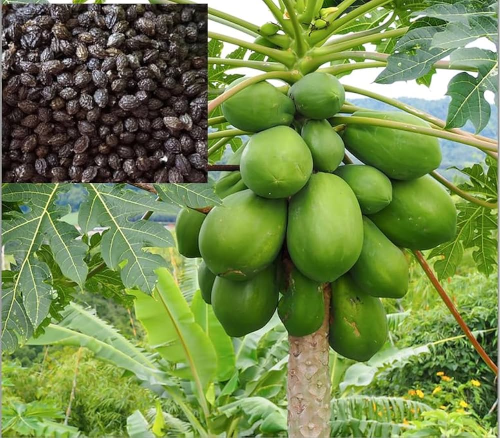 Papaya Carica papaya Fruit Seeds for Planting