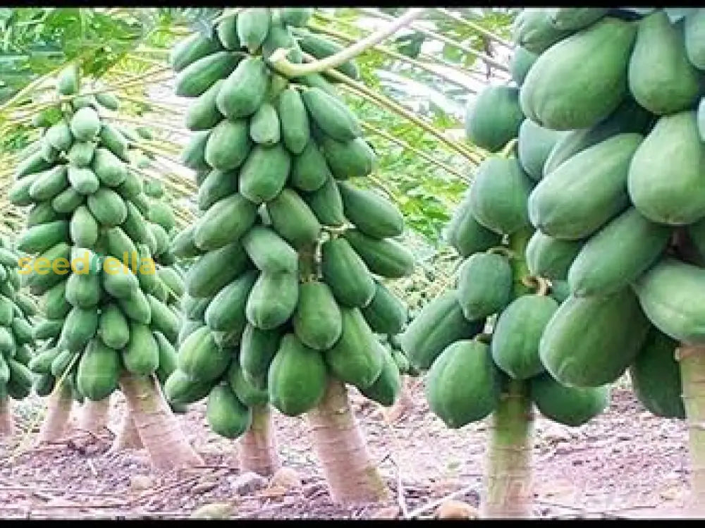 Fast-Growing Papaya Planting Seeds for Home Gardens