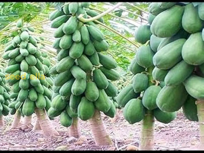 Fast-Growing Papaya Planting Seeds for Home Gardens