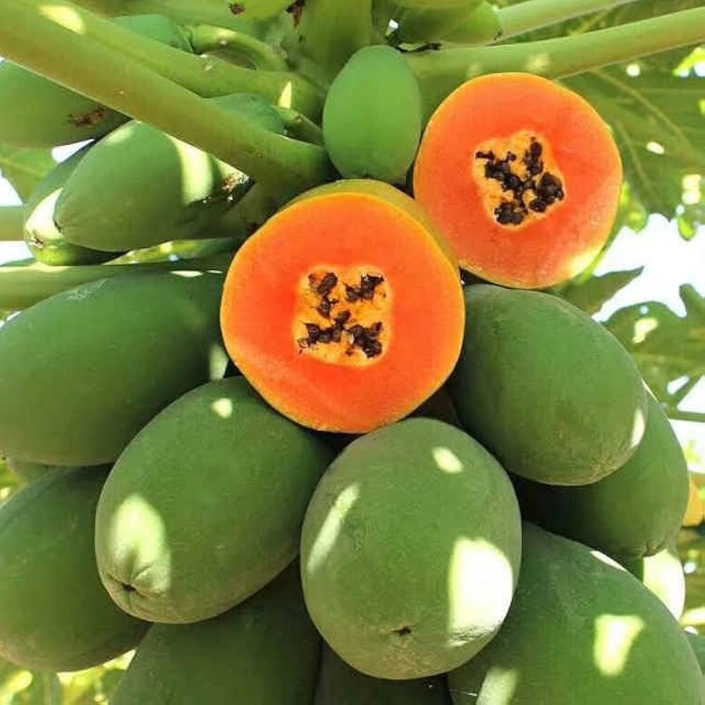 Papaya Carica papaya Seeds for Planting for Tropical Garden