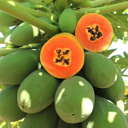 Papaya Carica papaya Seeds for Planting for Tropical Garden