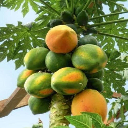Papaya Seeds for Planting Carica Papaya tropical garden backyard orchard
