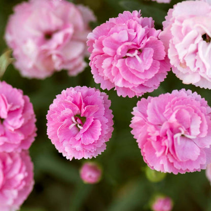 Semillas de flores de clavel