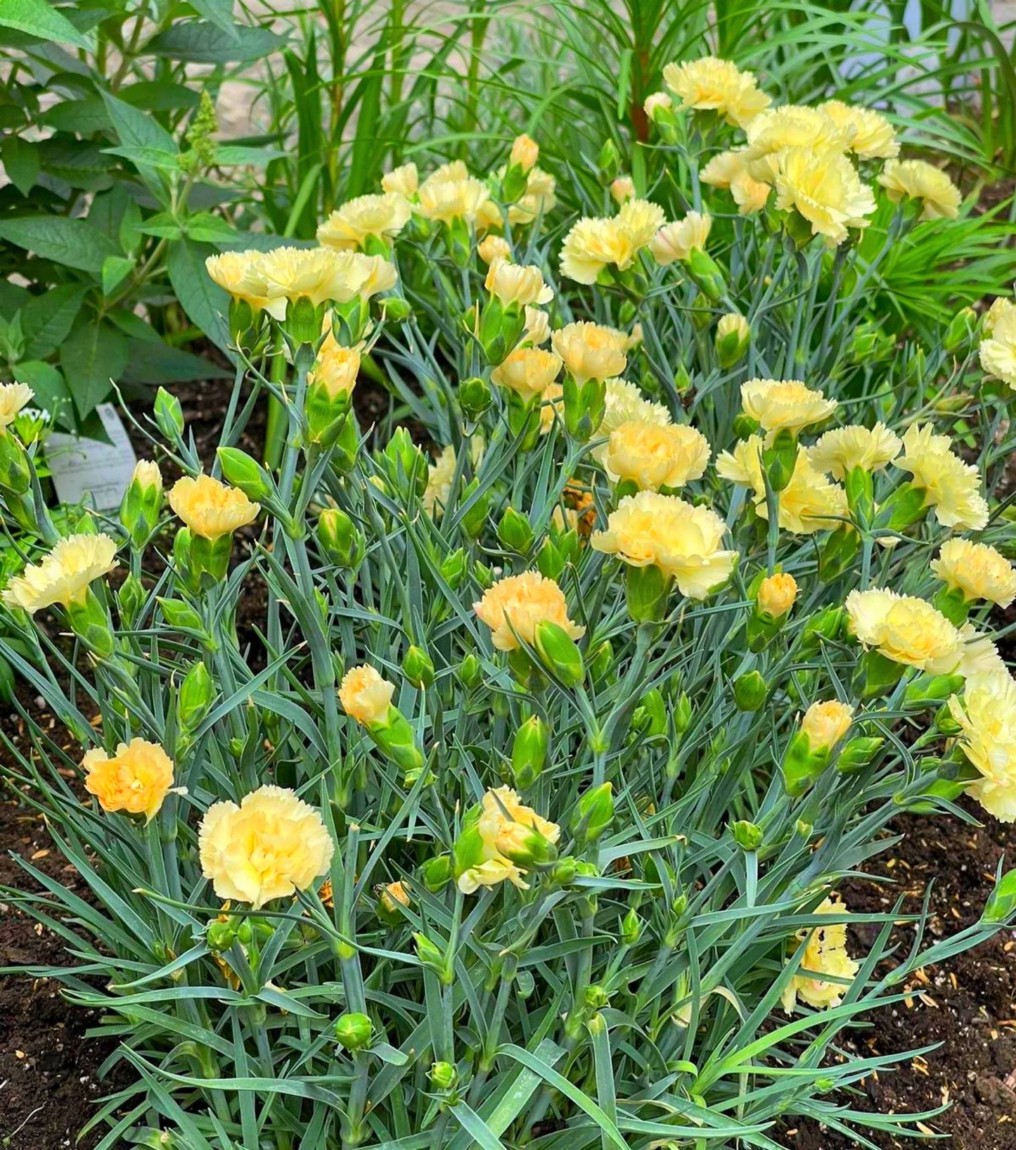 Yellow Carnation Blooms in Home Garden