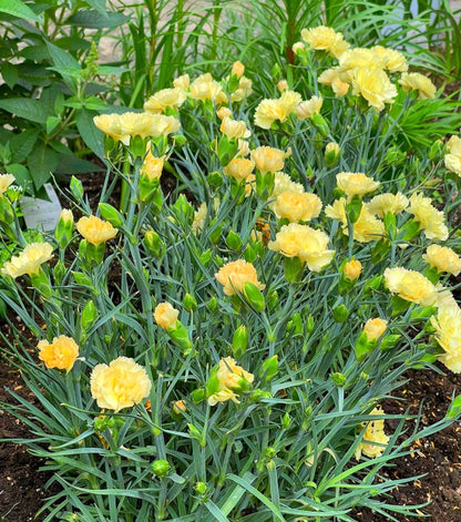 Yellow Carnation Blooms in Home Garden