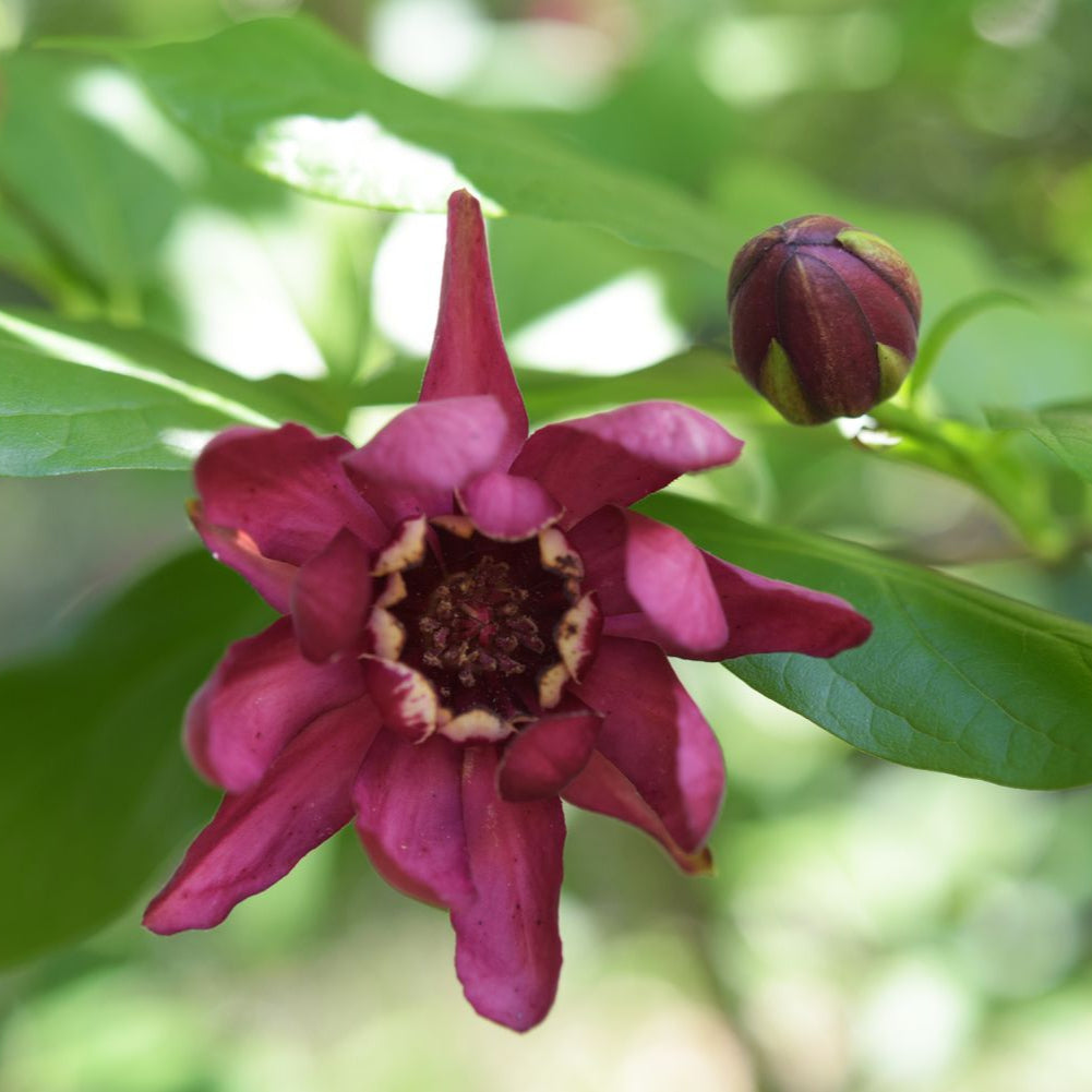 Carolina Allspice Flower Seeds