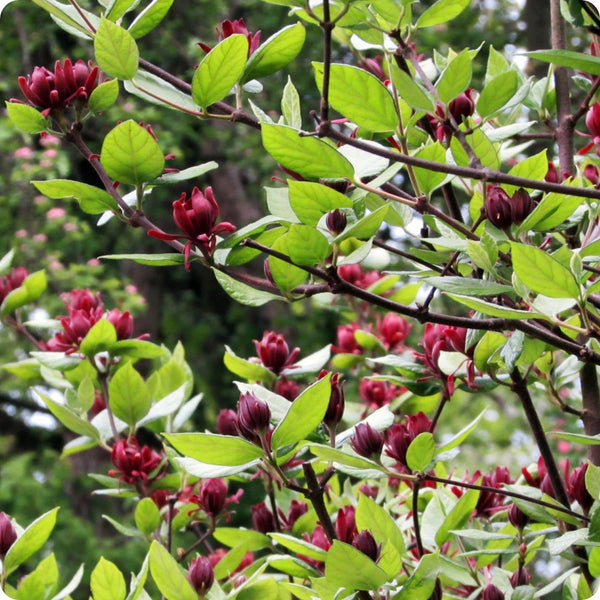 Carolina Allspice Seeds Calycanthus Floridus heirloom non-gmo organic garden seeds