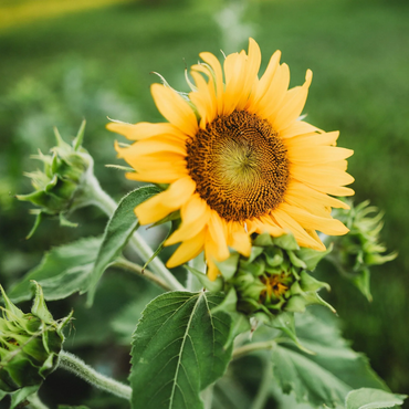 Semi di girasole a strisce grigie nane