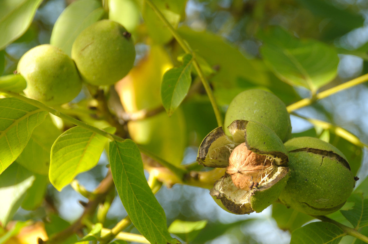 English Walnut Tree (Juglans regia) – Common, Hardy Carpathian, Persian Nut Fruit Tree Seeds