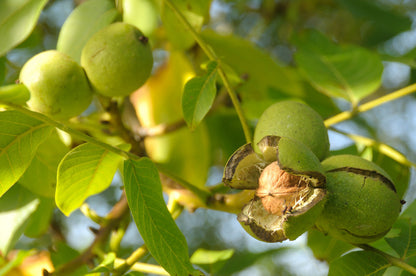 English Walnut Tree (Juglans regia) – Common, Hardy Carpathian, Persian Nut Fruit Tree Seeds