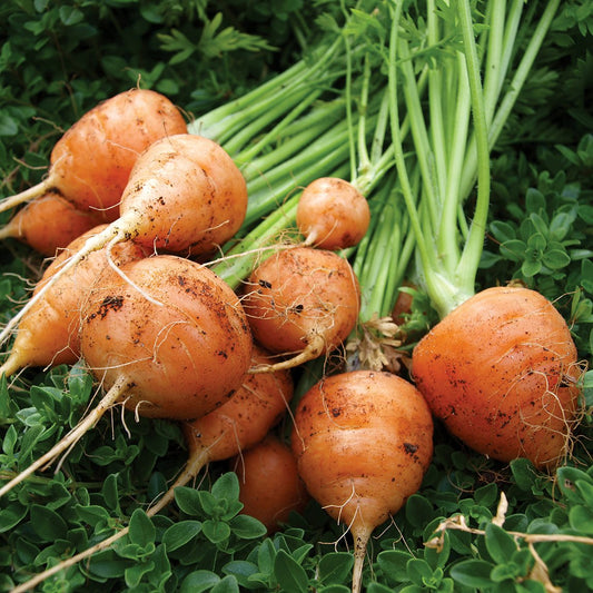 Parisian Carrot Vegetable Seeds