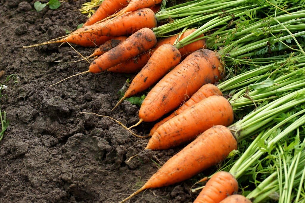 Carrot Daucus Carota Seeds For Planting In Vegetable Patch And Garden heirloom non-gmo organic garden seeds