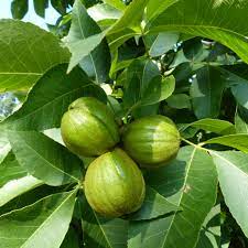 Carya Ovata Green Seeds | Ideal for Planting