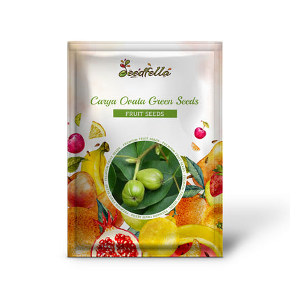 Carya Ovata Green Seeds | Ideal for Planting