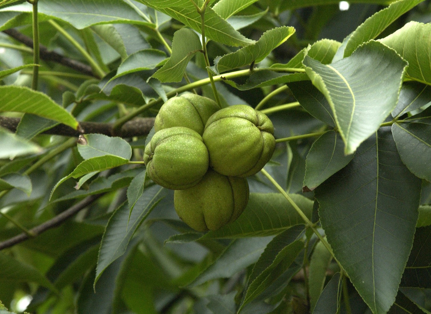 Carya Ovata Green Seeds | Ideal For Planting heirloom non-gmo organic garden seeds