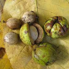 Carya Ovata Green Seeds | Ideal for Planting