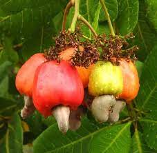 Cashew Nut Seeds For Planting And Growth heirloom non-gmo organic garden seeds