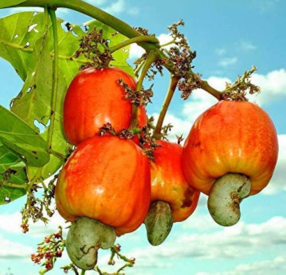 Red Yellow Cashew Tree Seeds Planting Nutty heirloom non-gmo organic garden seeds