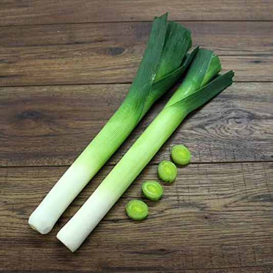 Casimir Leek Allium Ampeloprasum Seeds For Planting Herb Patch Vegetable Garden heirloom non-gmo organic garden seeds