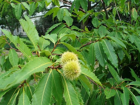 american chestnut seeds for planting American Chestnut Tree Castanea Dentata Seeds Organic Garden Seeds – Pure Asia Seeds