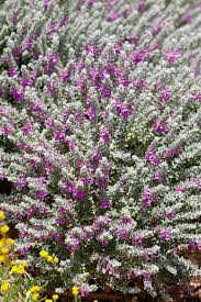 Cat Thyme (Teucrium Marum) Seeds – Cat Crack, Mediterranean Germander, Silvery Foliage with Red-Purple Flowers