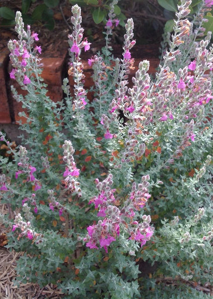 Cat Thyme (Teucrium Marum) Seeds – Cat Crack, Mediterranean Germander, Silvery Foliage with Red-Purple Flowers