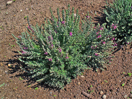 Cat Thyme Teucrium Marum Seeds – Cat Crack, Mediterranean Germander, Silvery Foliage With Red Purple Flowers heirloom non-gmo organic garden seeds