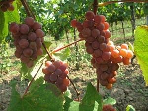 Vitis Labrusca Catawba Grape Seeds heirloom non-gmo organic garden seeds