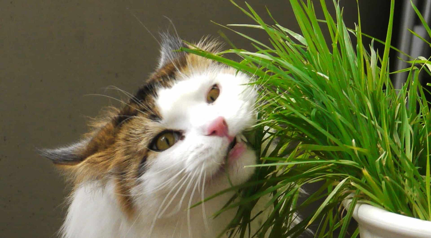 Variegated Cat Grass Plant Seeds