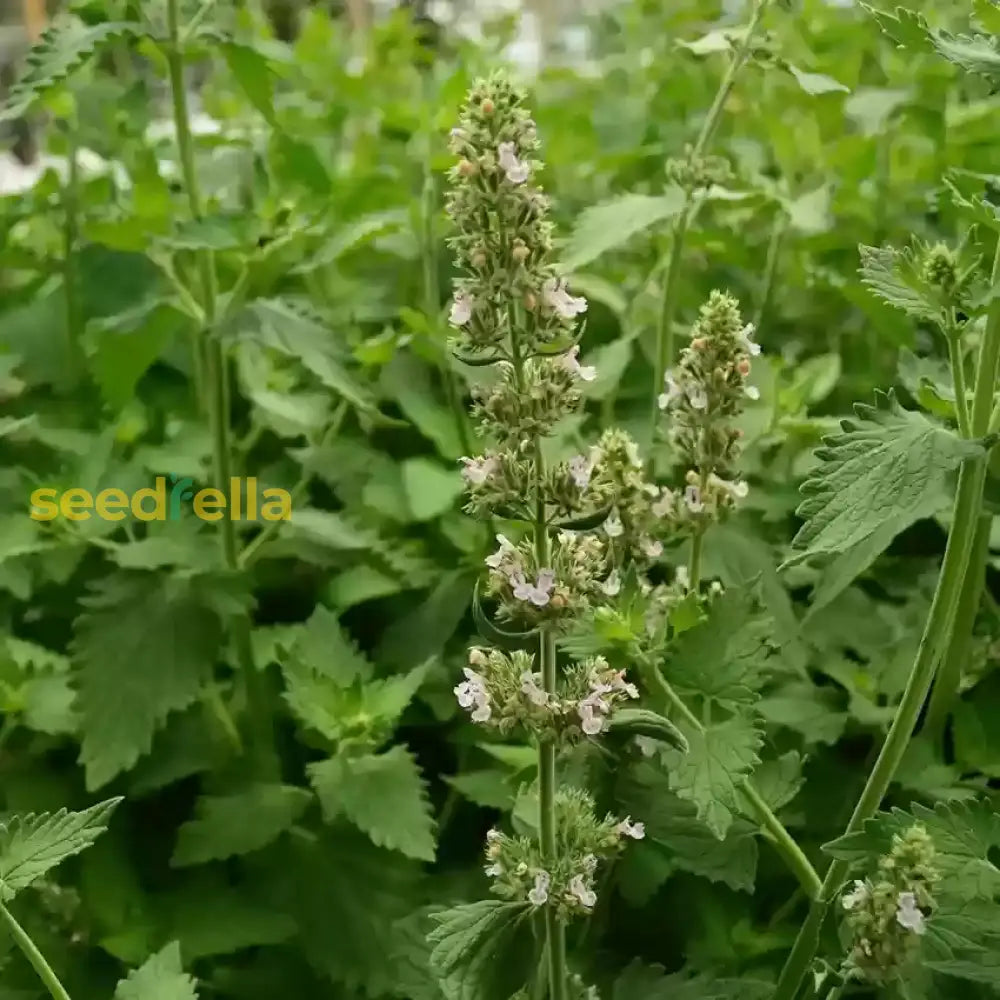 Green Catnip Seeds for Easy Planting